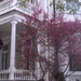 Charleston historic district, early Spring by congaree
