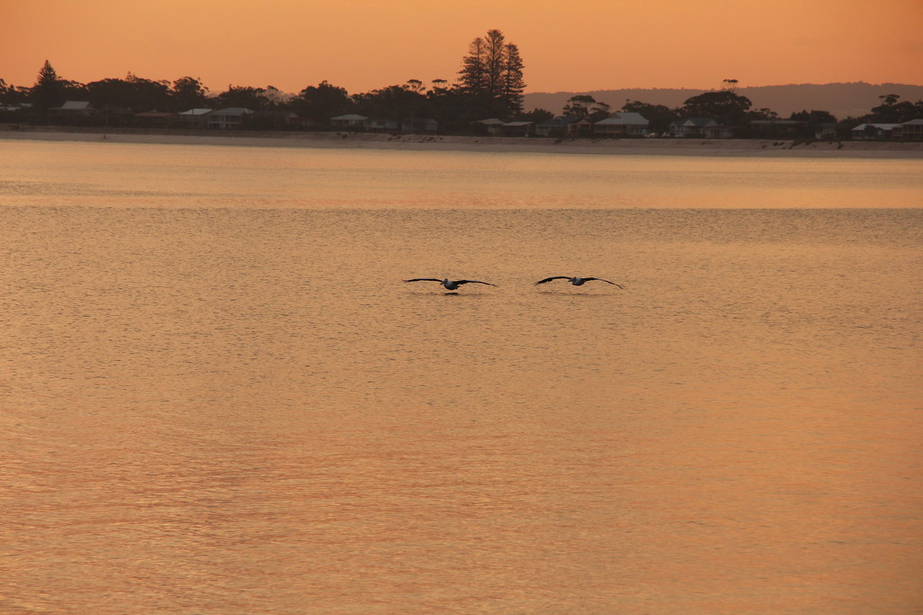 Low Flying Pelicans by terryliv