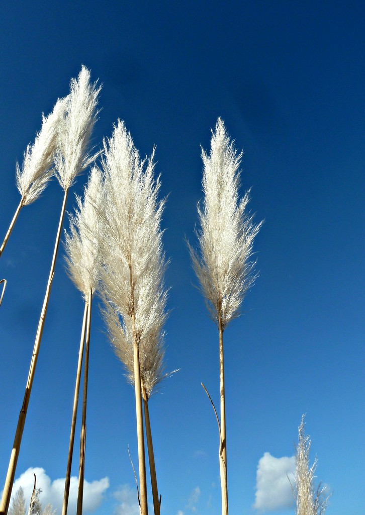 Pampas Grass. by wendyfrost