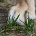Mar 14: Grass by bulldog