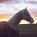 Sunset Pony by lily