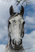 14th Mar 2015 - equine portraits....