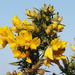 Gorse by philhendry