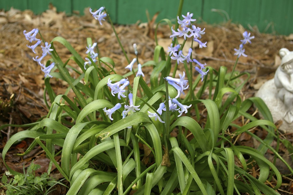 Heirloom Hyacinth by thewatersphotos