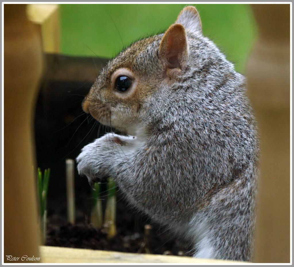 Cheeky Squirrel 2 by pcoulson