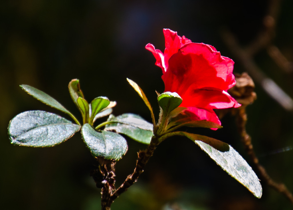 Red Flower by salza
