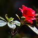 Red Flower by salza