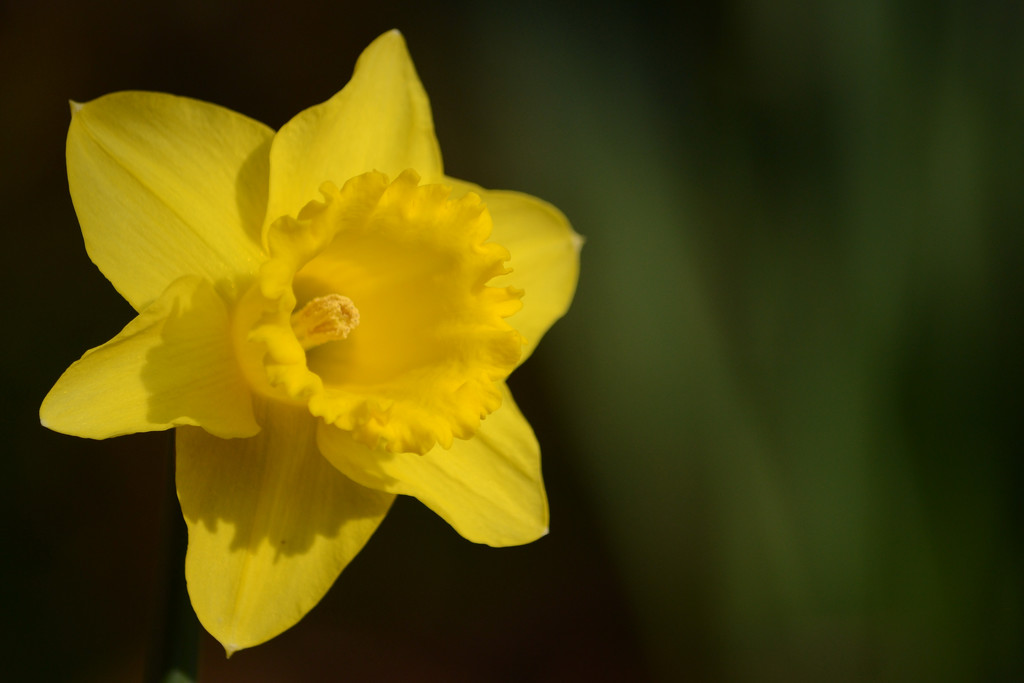 Daffodil  by richardcreese