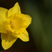 Daffodil  by richardcreese