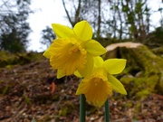 14th Mar 2015 - The First Daffodils