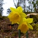 The First Daffodils by susiemc