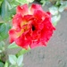 Mala ruža by vesna0210