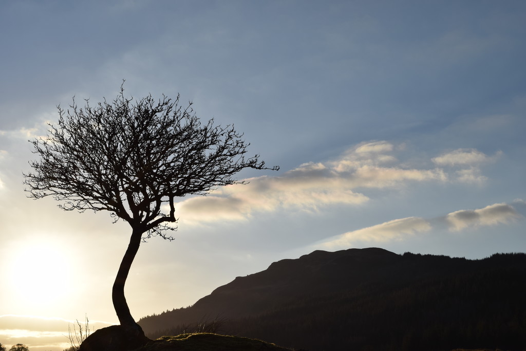 tree and Deadh Choimhead by christophercox