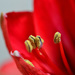 Red Amaryllis by mhei