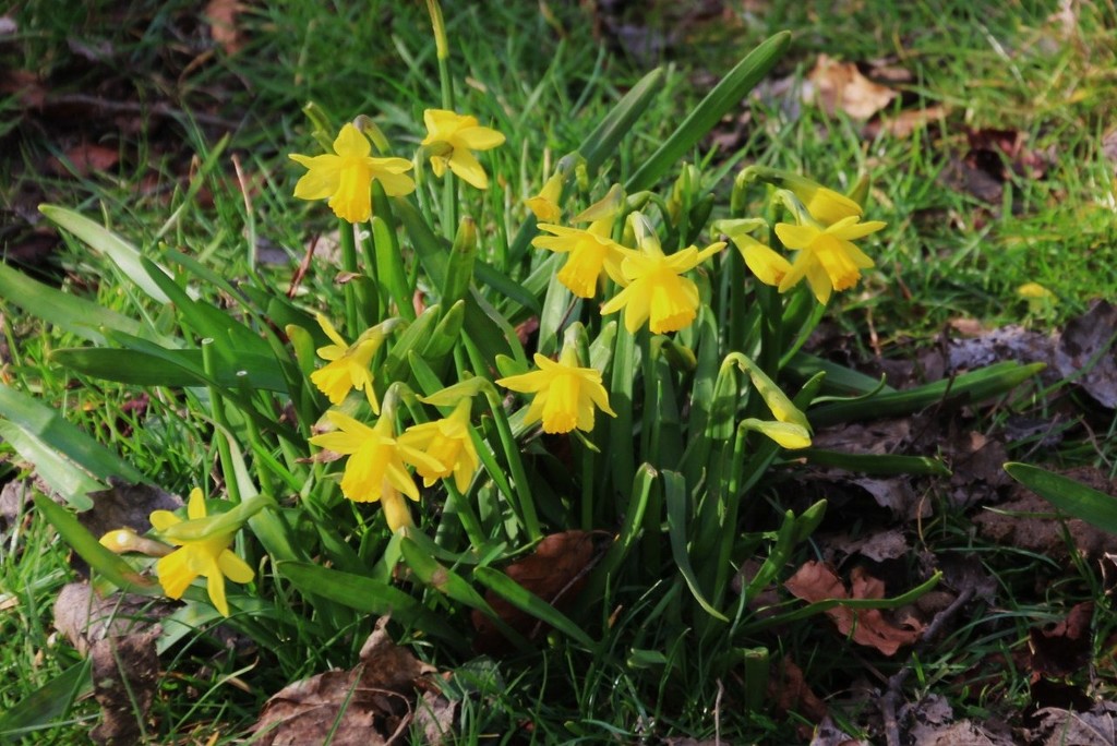 Mini Daffodils by oldjosh