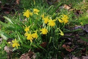 14th Mar 2015 - Mini Daffodils