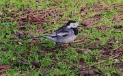 14th Mar 2015 - Pied Wagtail