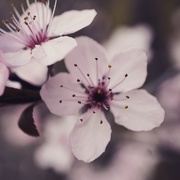 14th Mar 2015 - Cherry Blossom