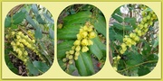 15th Mar 2015 - Mahonia in flower 