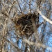 empty nest by dianen