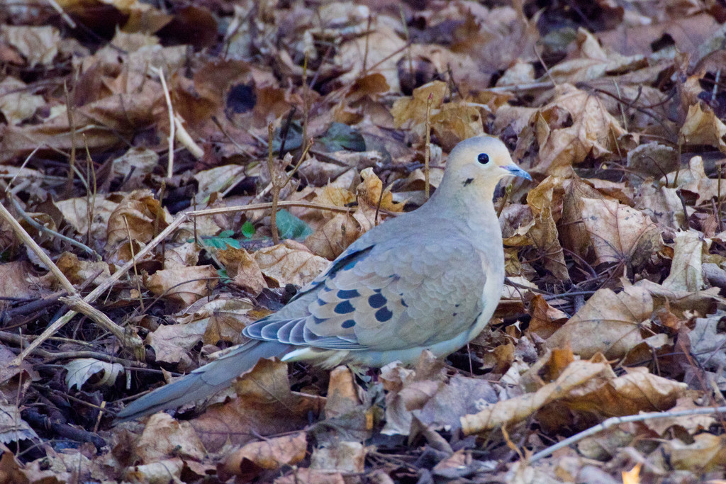Mourning Dove  by rminer
