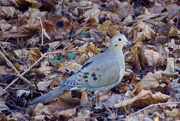 14th Mar 2015 - Mourning Dove 