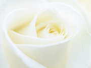 15th Mar 2015 - MOTHER'S DAY ROSE
