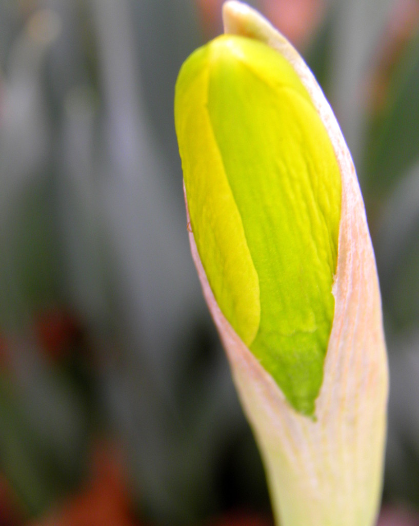 Daffodil Bud by daisymiller