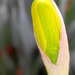 Daffodil Bud by daisymiller