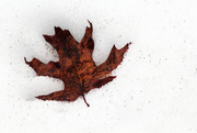 14th Mar 2015 - Leaf in the Melting Snow