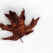 Leaf in the Melting Snow by mzzhope