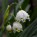 Snowdrops_9829 by rontu