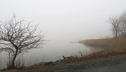 14th Mar 2015 - Fog Settles on the Marsh #2