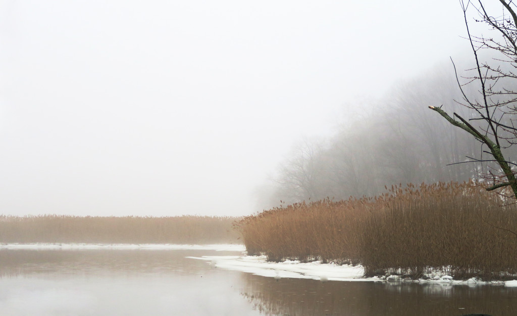 Fog Settles on the Marsh by april16