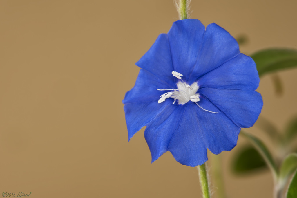 Hawaiian Blue Eyes by lstasel