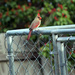 Female Cardinal by grannysue