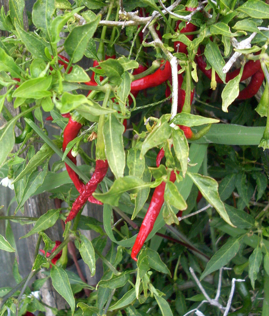 Hot chillies by marguerita