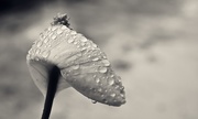 16th Mar 2015 - Peace Lily in the rain 