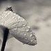 Peace Lily in the rain  by brigette