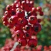 Bokeh Berries by wenbow