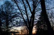 13th Mar 2015 - Silhouettes of the trees