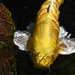 Golden Koi by joysfocus