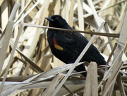 15th Mar 2015 - Red-Winged Black Bird
