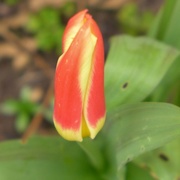 15th Mar 2015 - Hopeful tulip