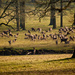  15th March 2015 - Fallow deer by pamknowler