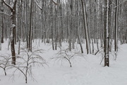 15th Mar 2015 - Wallk in the woods after a snow.