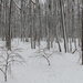 Wallk in the woods after a snow. by hellie