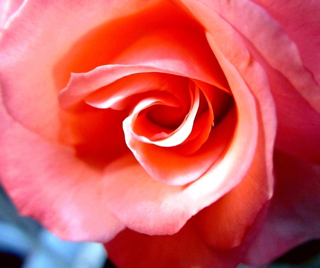 Sanjiva ruža by vesna0210
