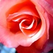 Sanjiva ruža by vesna0210