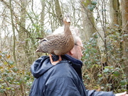 12th Mar 2015 - duck on shoulder!